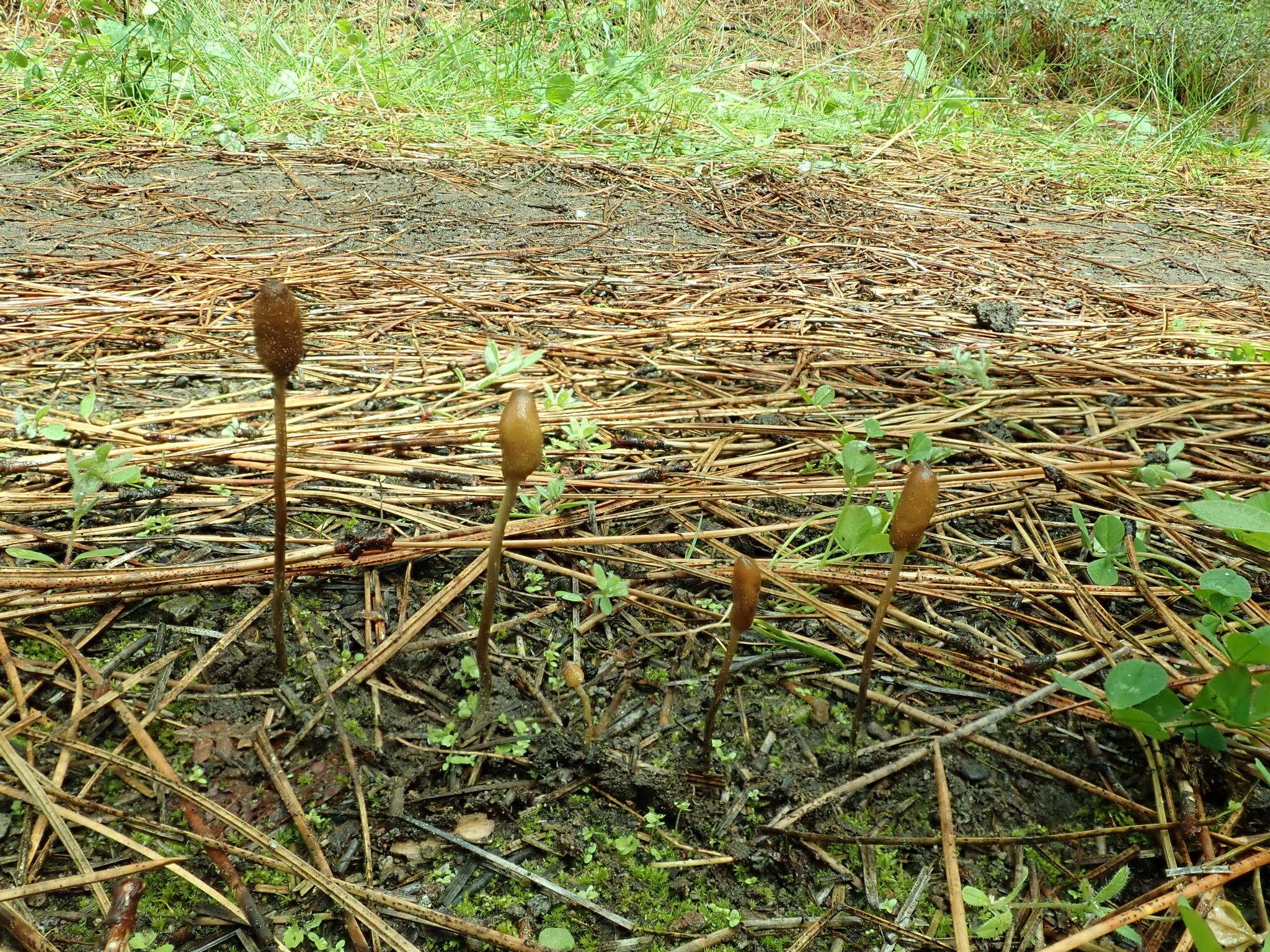 Image of Galeropsis polytrichoides (Zeller) Zeller 1943