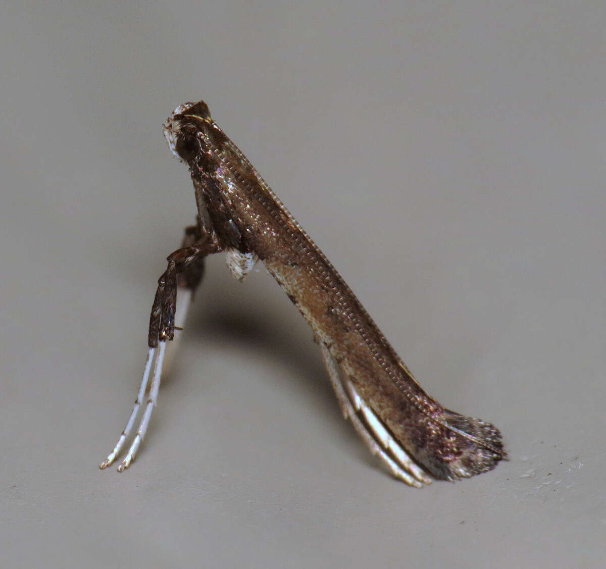 Imagem de Caloptilia rhoifoliella (Chambers 1876)