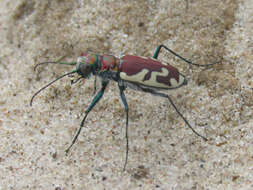 Image of Cicindela (Cicindela) lengi lengi W. Horn 1908