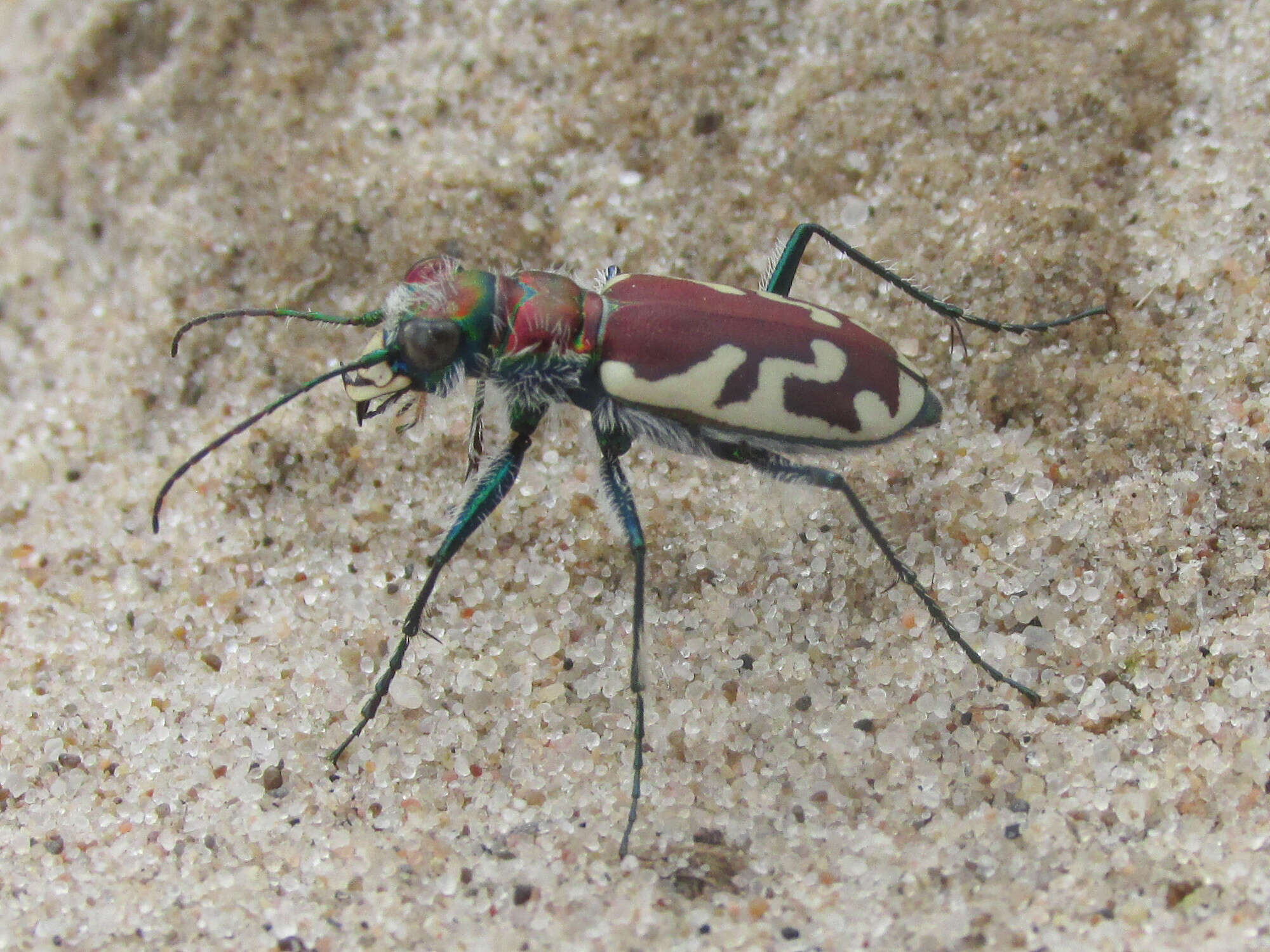 Image of Cicindela (Cicindela) lengi lengi W. Horn 1908