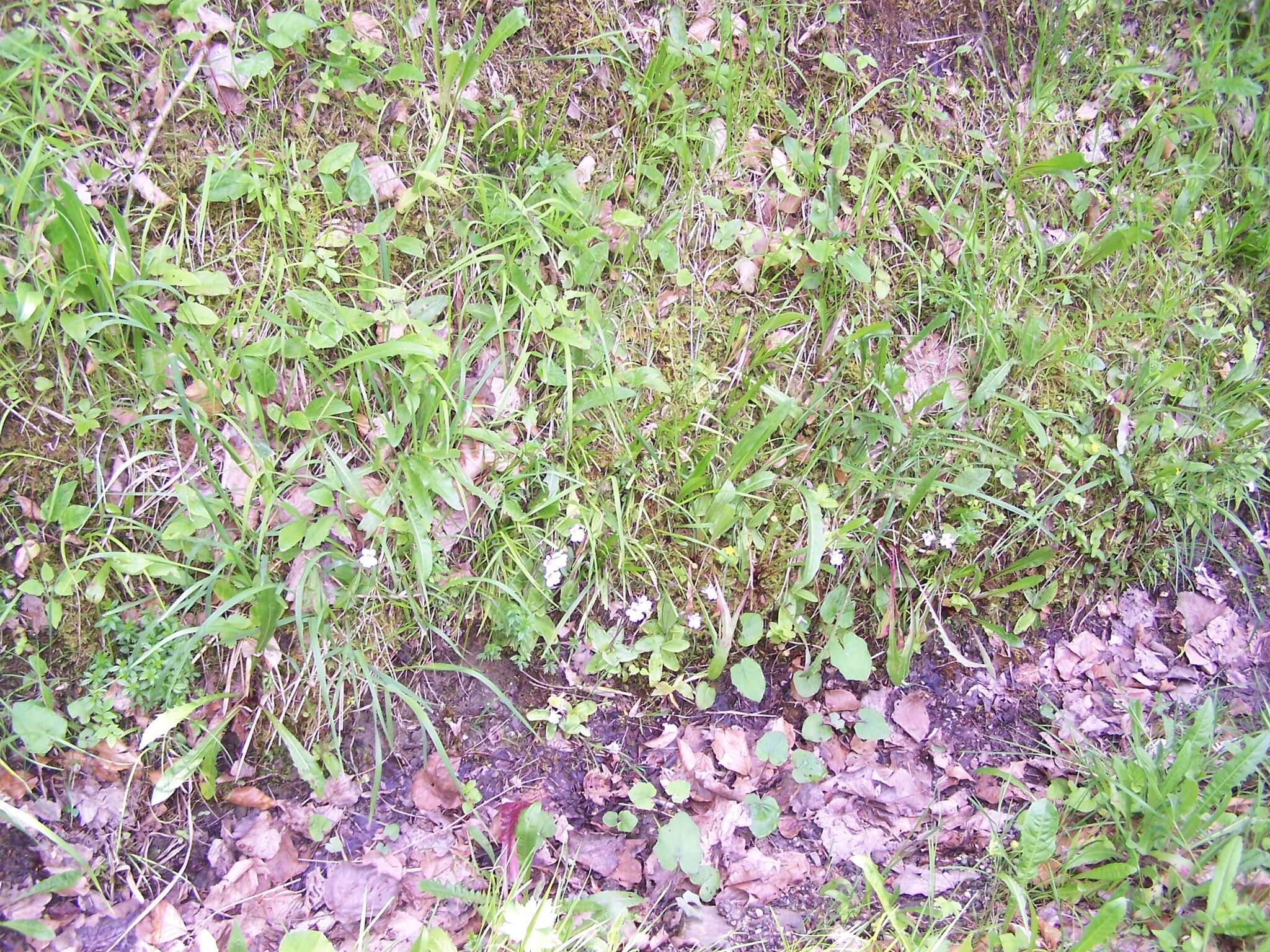 Image of Pinguicula grandiflora subsp. rosea (Mutel) Casper