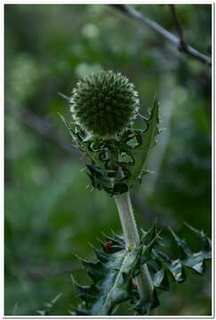 Image of Echinops armatus Stev.