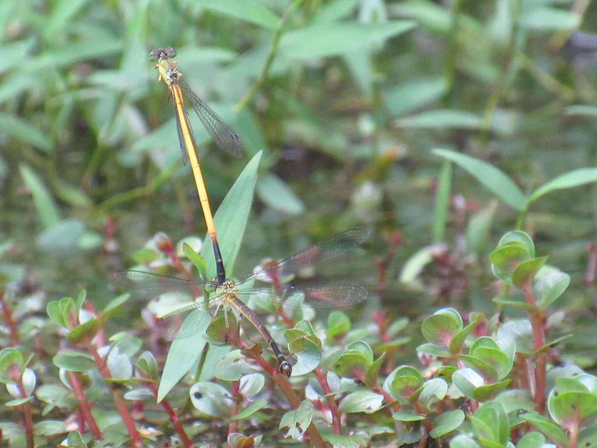 Image of Ceriagrion fallax Ris 1914