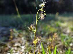 Image of Drosera peltata subsp. auriculata (Backh. ex Planch.) Conn