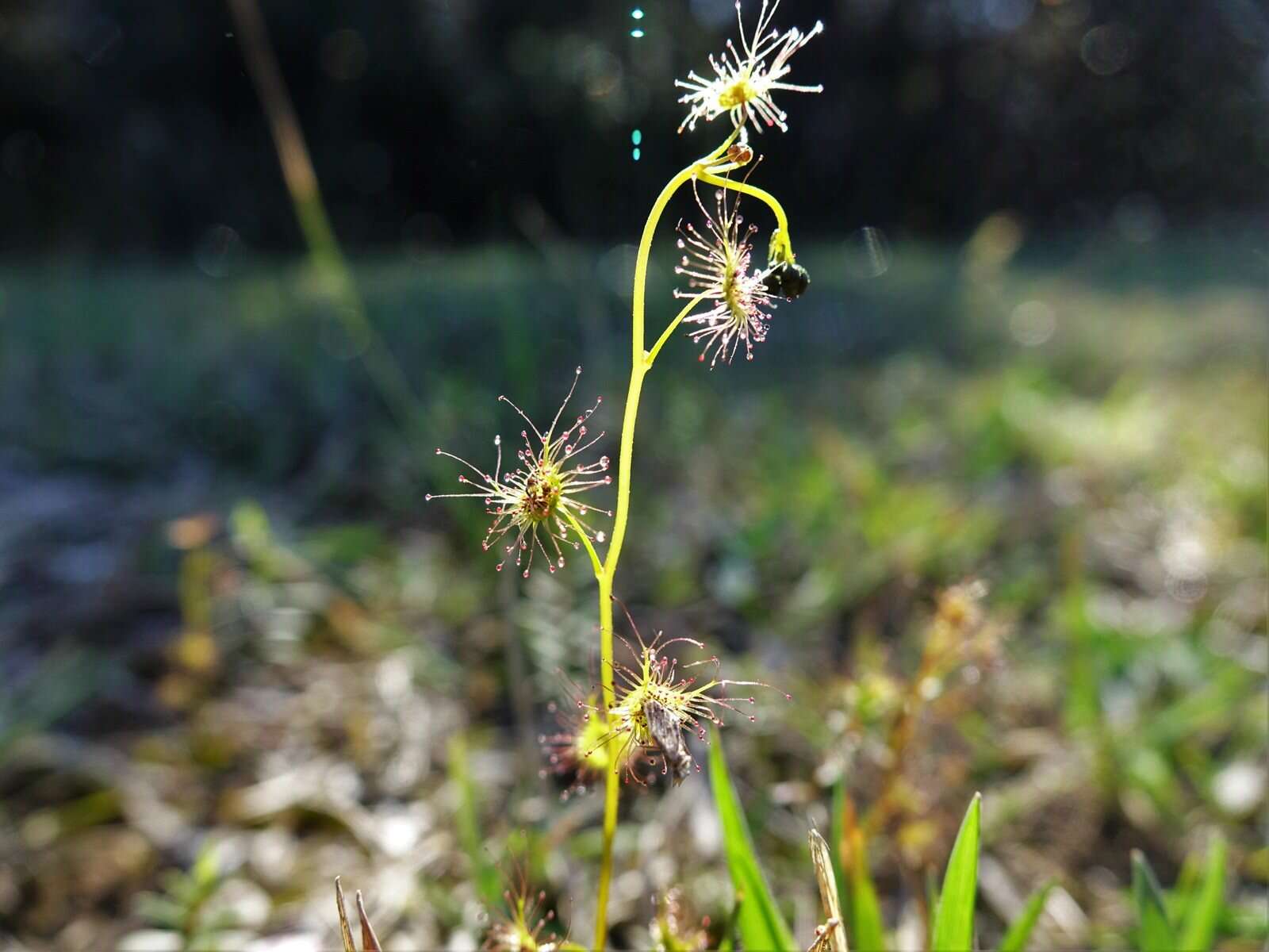 Image of Drosera peltata subsp. auriculata (Backh. ex Planch.) Conn