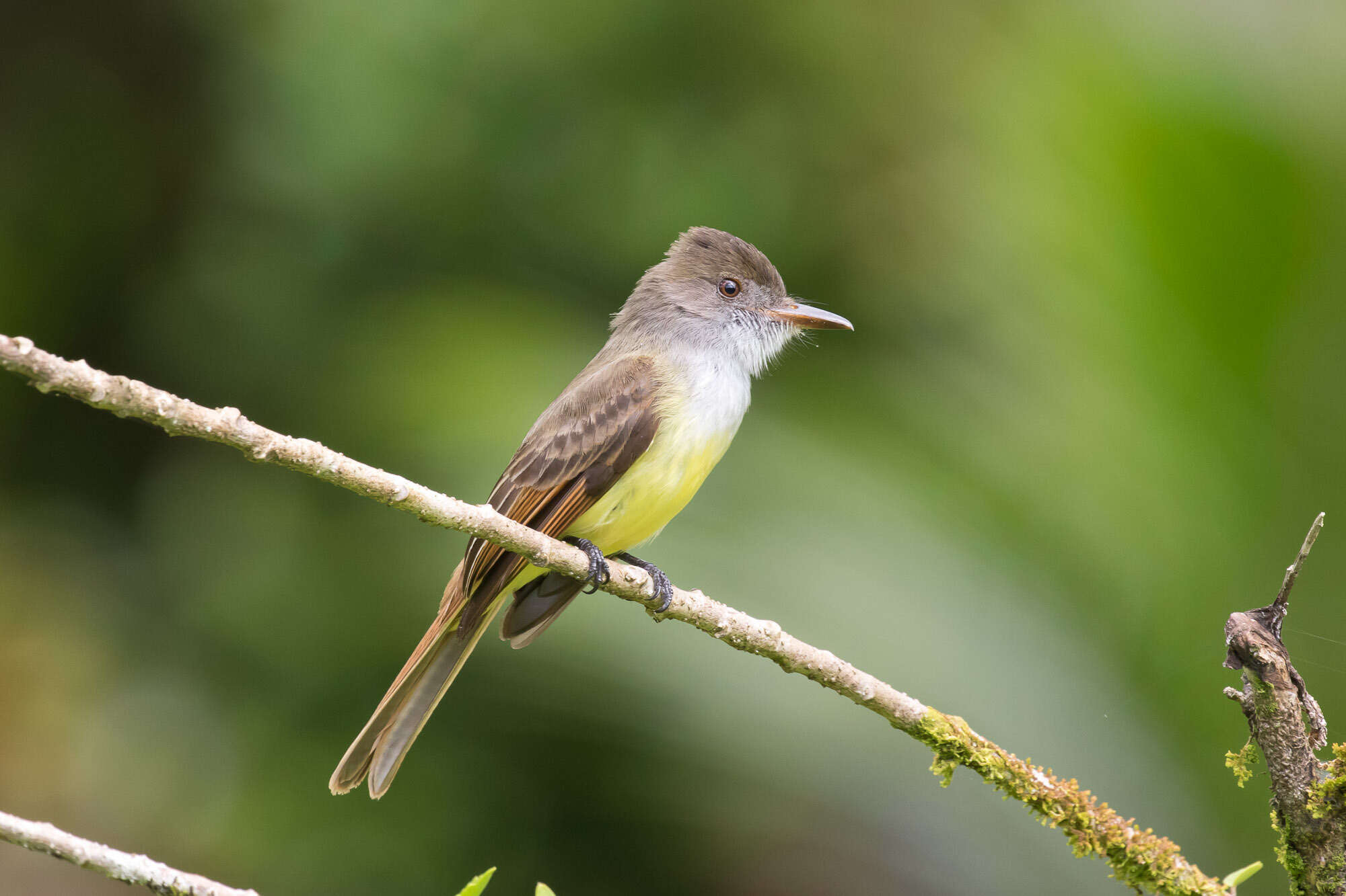 Image of Dusky-capped Flycatcher