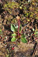 Imagem de Micranthes integrifolia (Hook.) Small