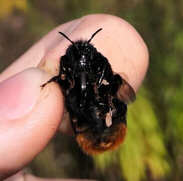 Слика од Bombus confusus Schenck 1861