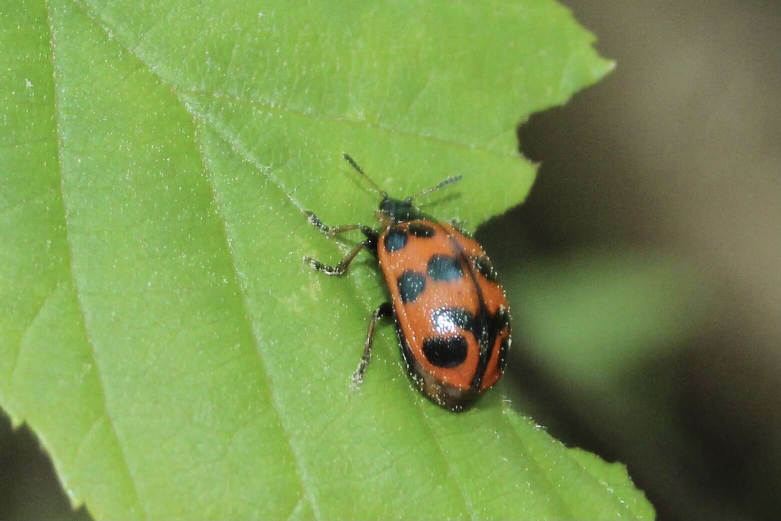 Image of Alder Leaf Beetle