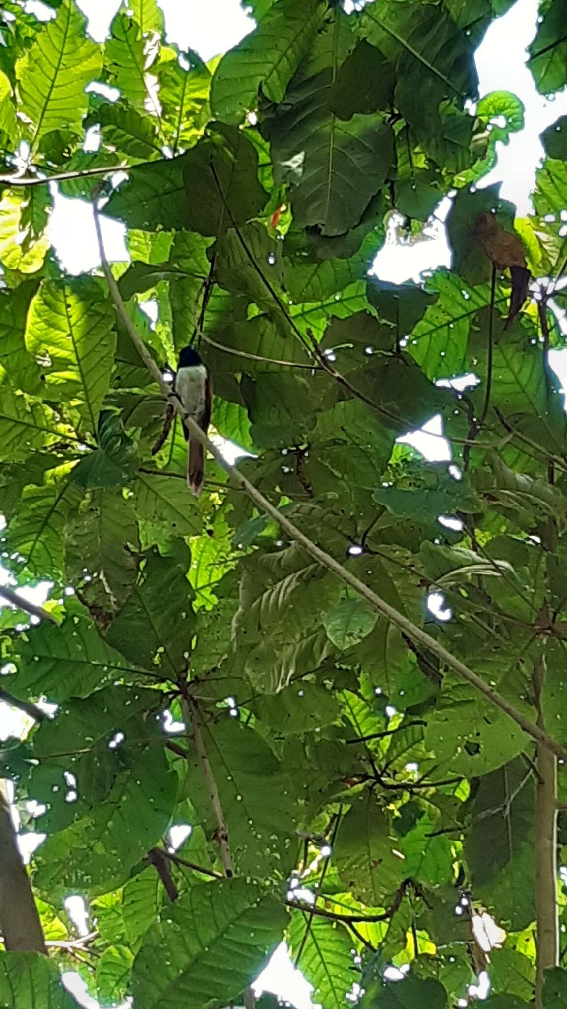 Image of Seychelles Black Paradise Flycatcher