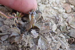 Image de Ranunculus crithmifolius Hook. fil.