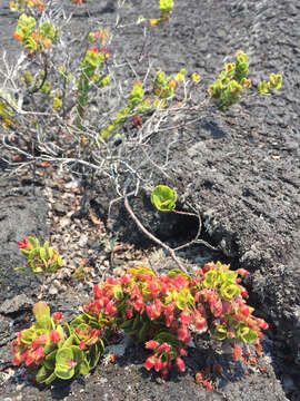 Image de Vaccinium reticulatum Sm.