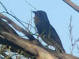 Pachycephala rufogularis Gould 1841 resmi