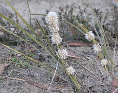 Sivun Lomandra leucocephala (R. Br.) Ewart kuva