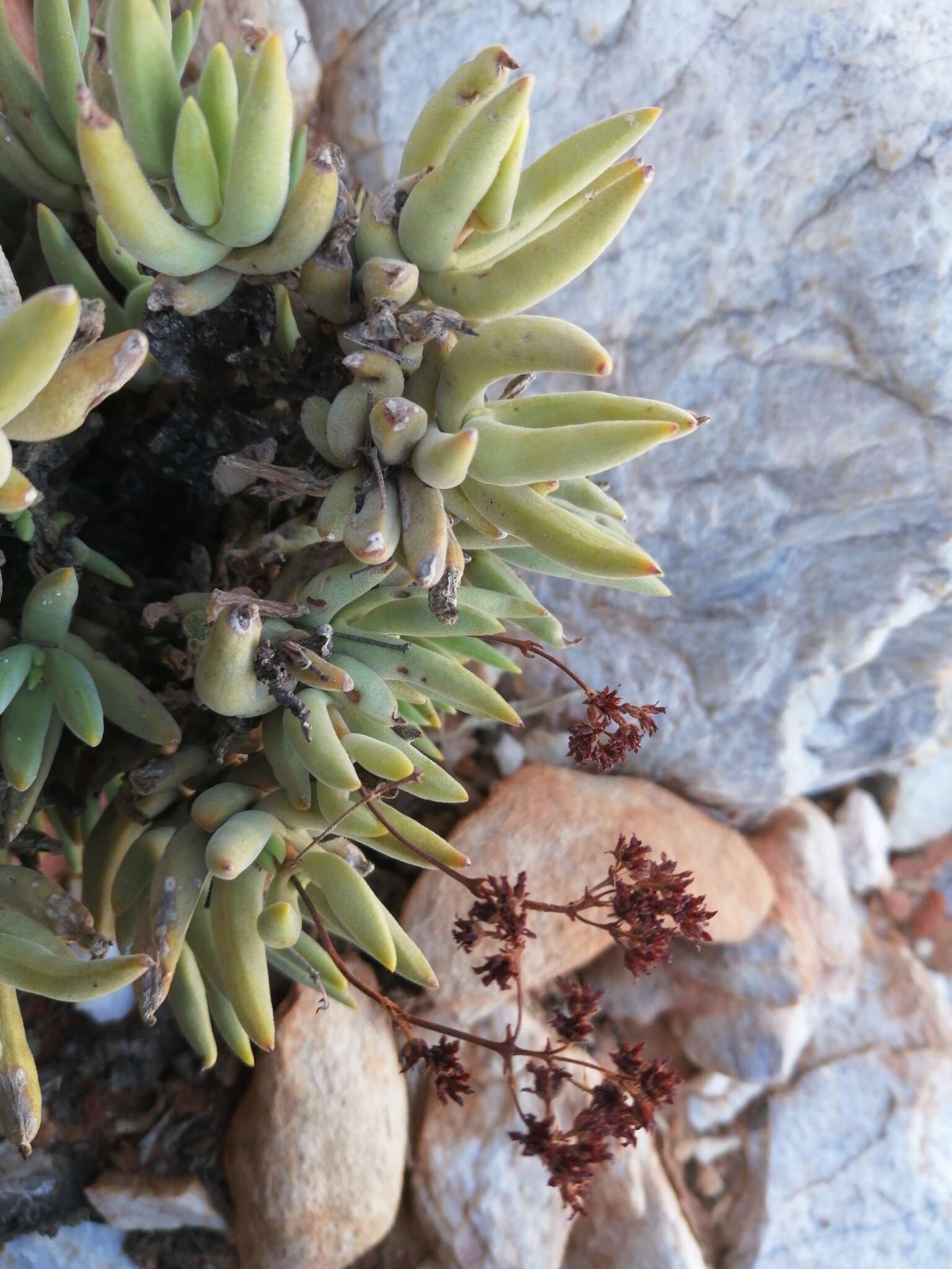 Image of Crassula garibina Marloth & Schönl.