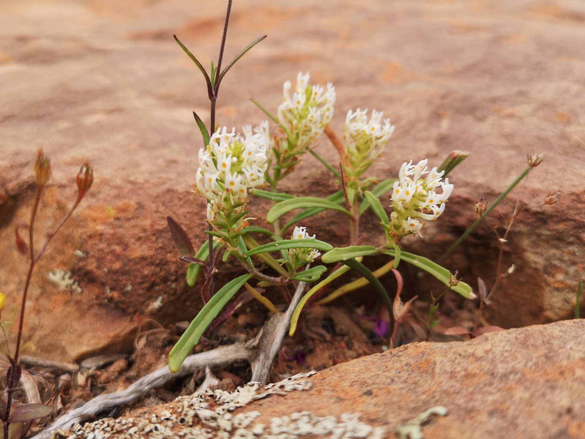 Sivun Hebenstretia parviflora E. Mey. kuva