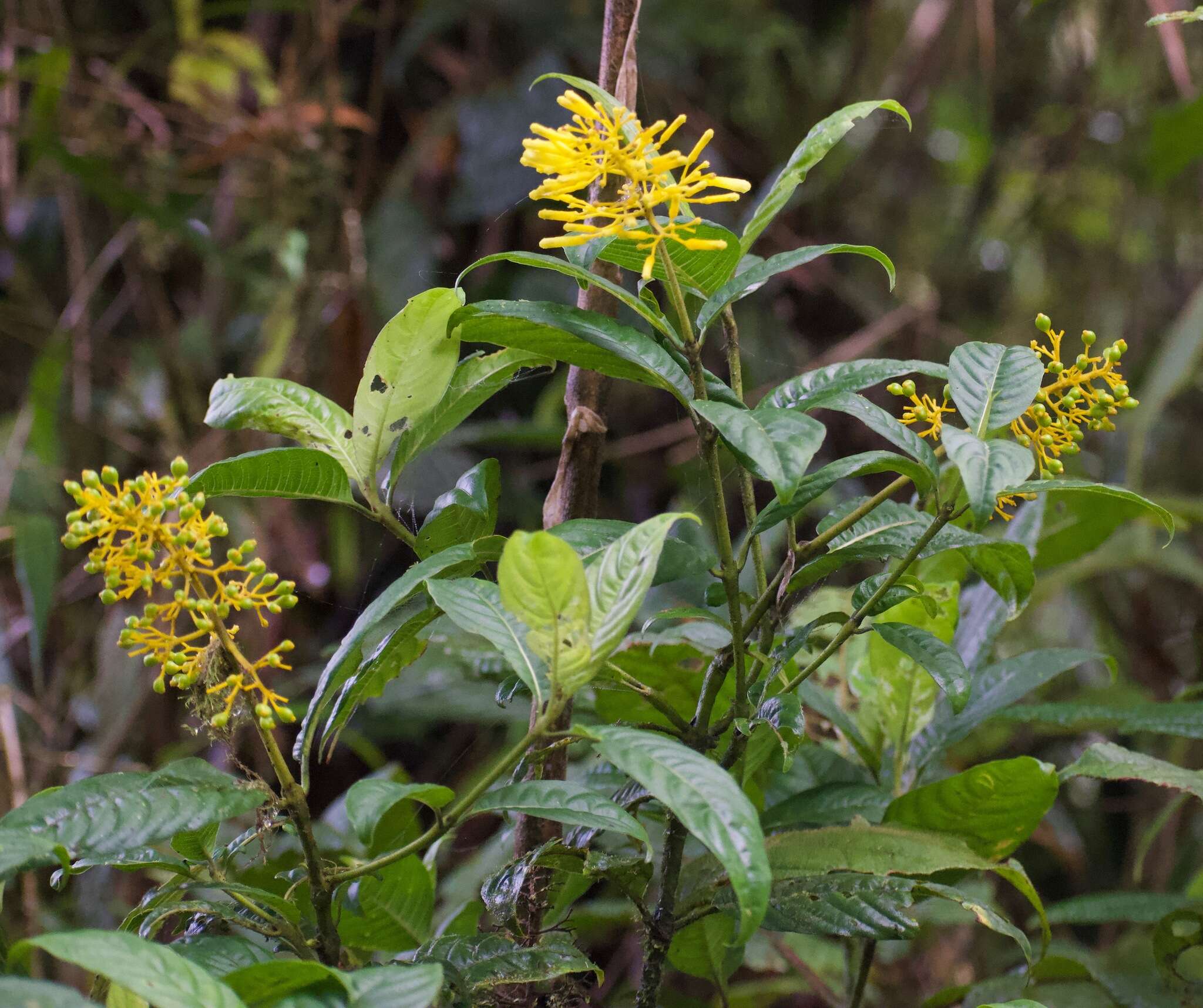 Image of Palicourea lasiorrhachis Oerst.