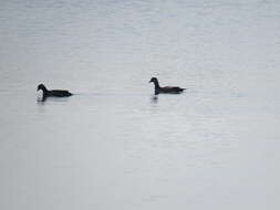 Image of Green Pygmy Goose