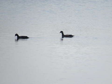 Image of Green Pygmy Goose