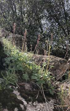 Image of Kern County larkspur