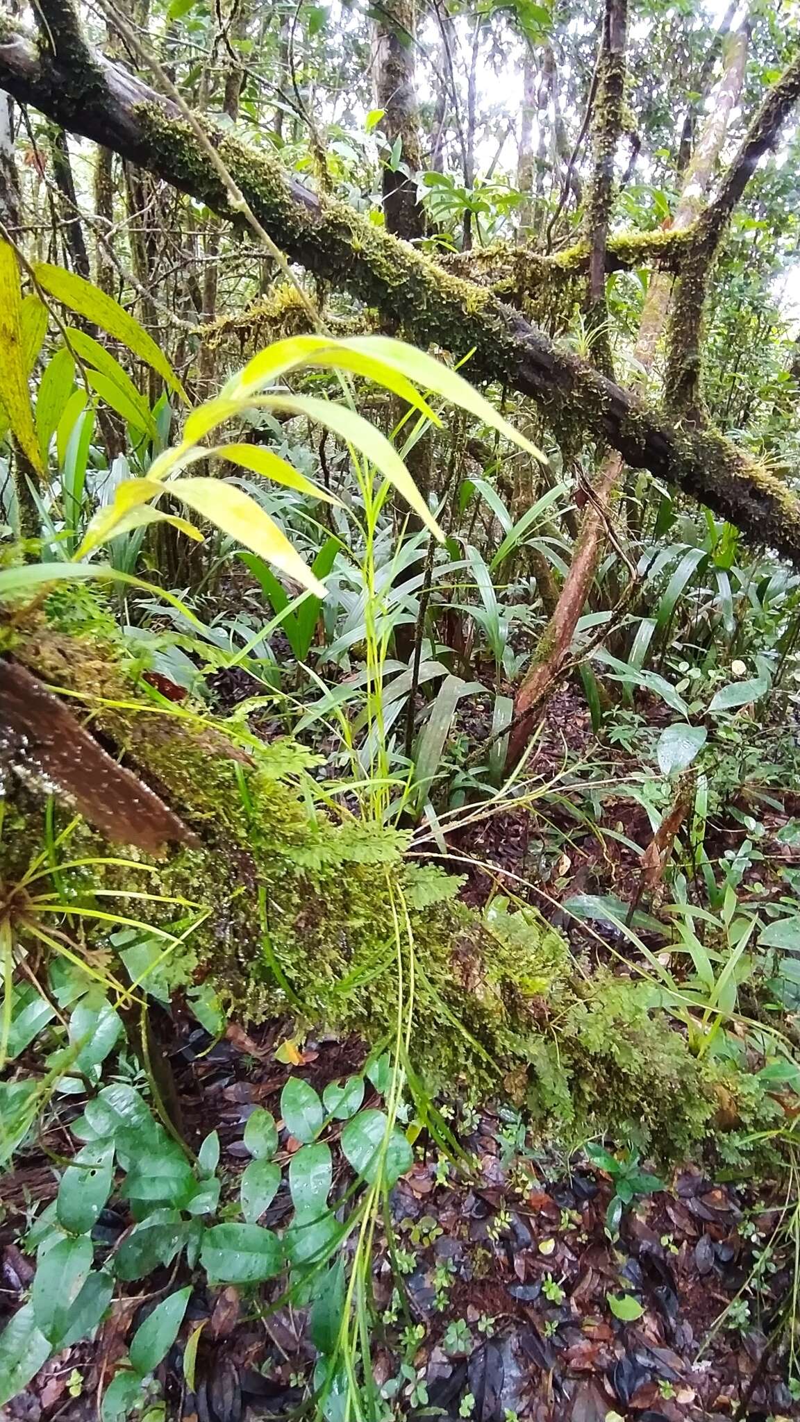 Imagem de Elleanthus graminifolius (Barb. Rodr.) Løjtnant