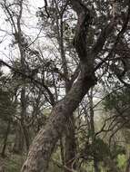 Image of Durand Oak