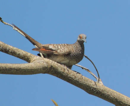 Image of Barred Dove