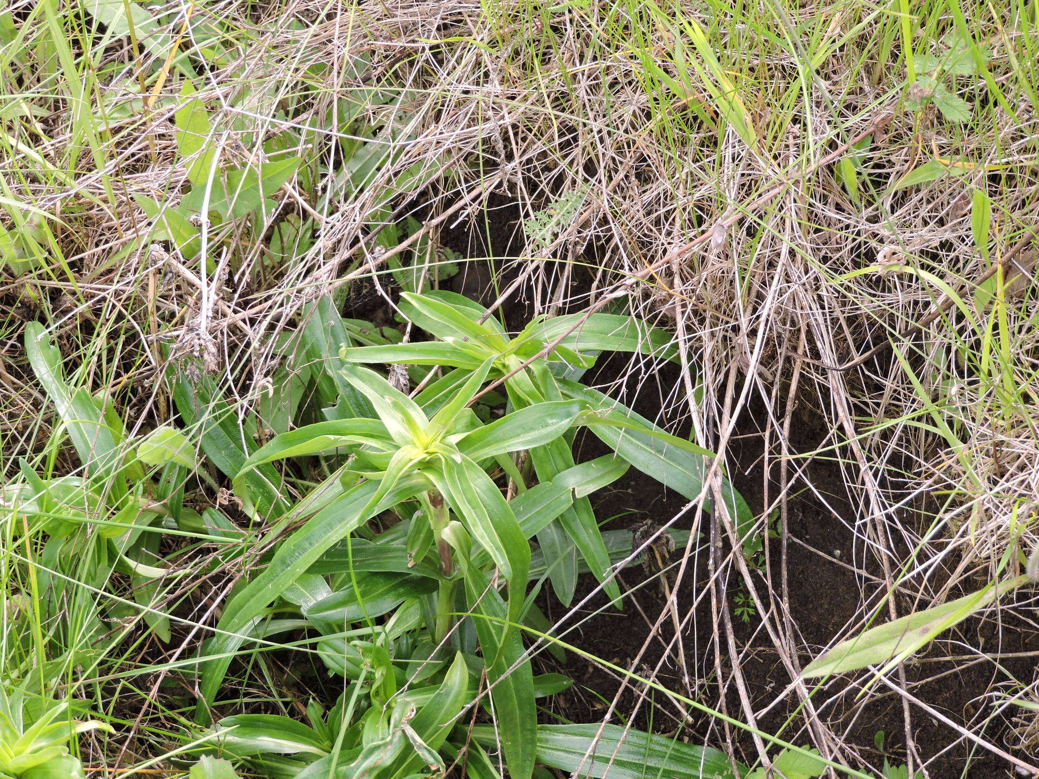 Image of Cross gentian