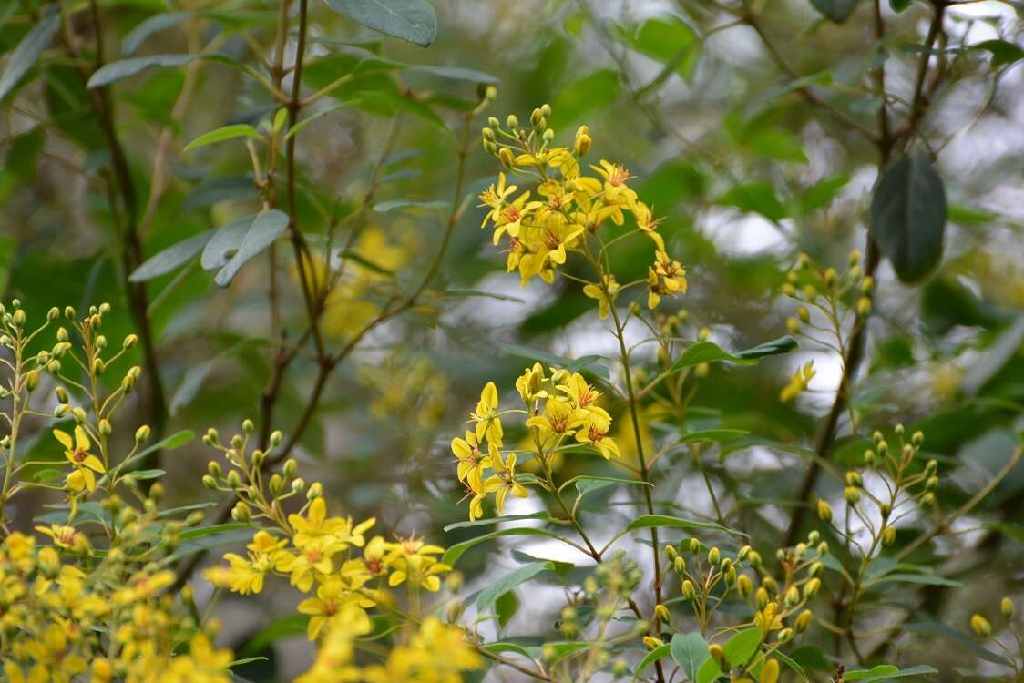 Image of Galphimia speciosa C. E. Anderson