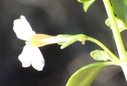 Image of Chaenostoma integrifolium Benth.