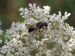 صورة Stratiomys longicornis (Scopoli 1763)