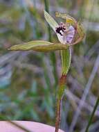 صورة Caladenia atradenia D. L. Jones, Molloy & M. A. Clem.