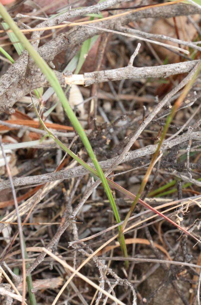 Image of Moraea regalis Goldblatt & J. C. Manning