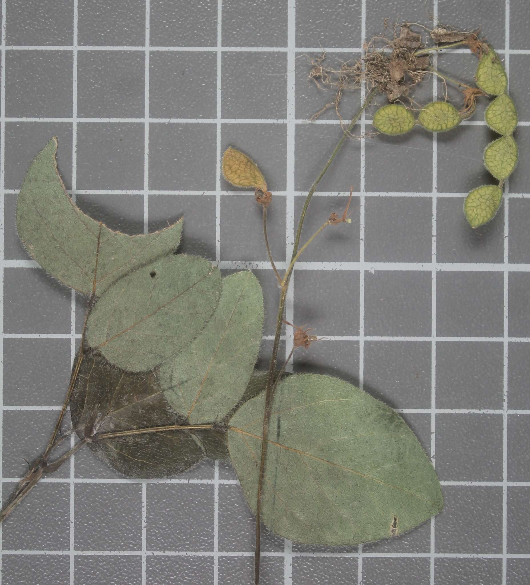 Plancia ëd Desmodium pringlei S. Watson