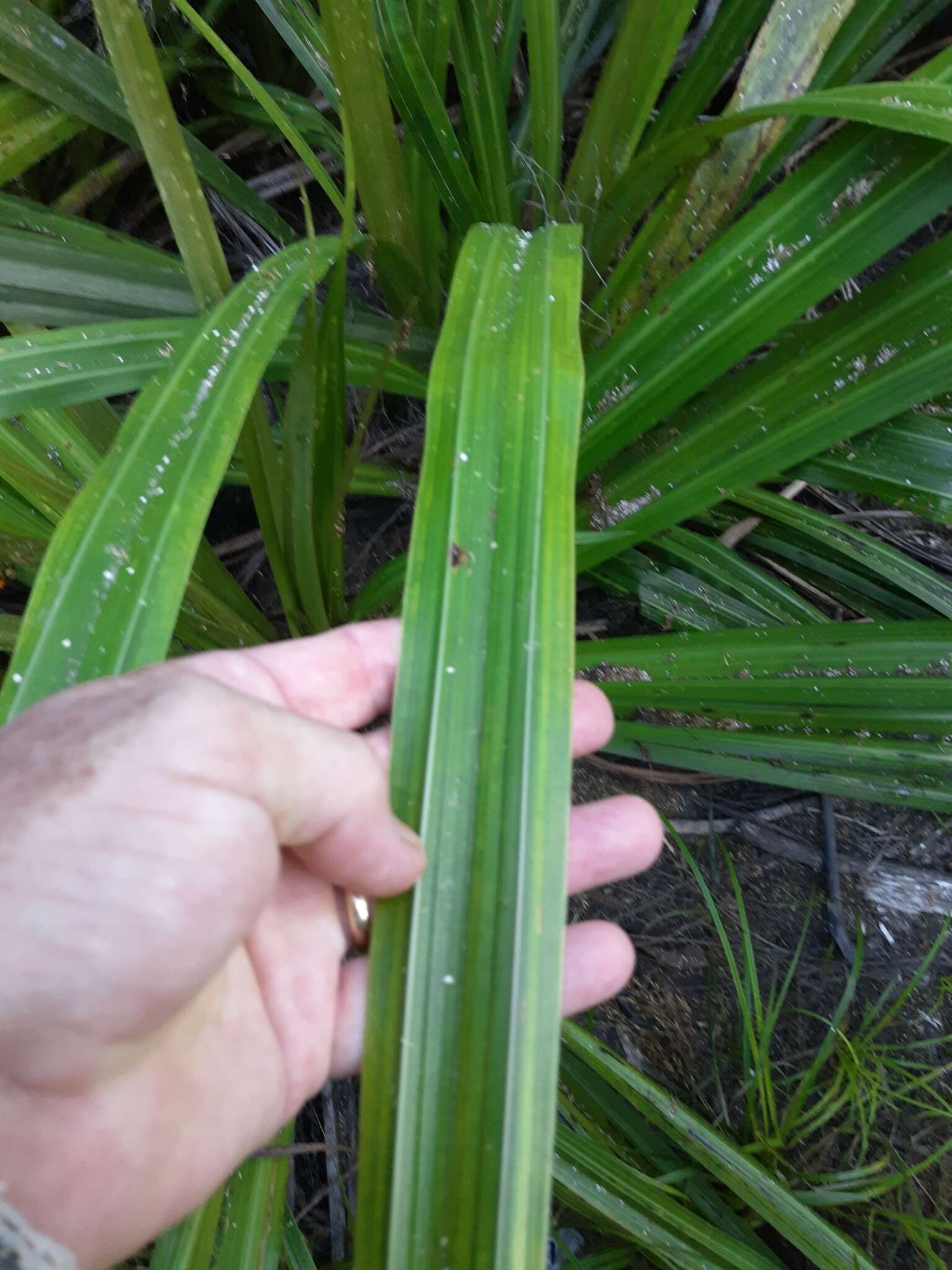 Image of Astelia grandis Hook. fil. ex Kirk