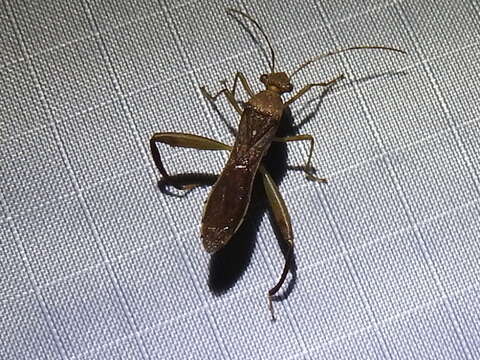 Image of Texas Bow-legged Bug