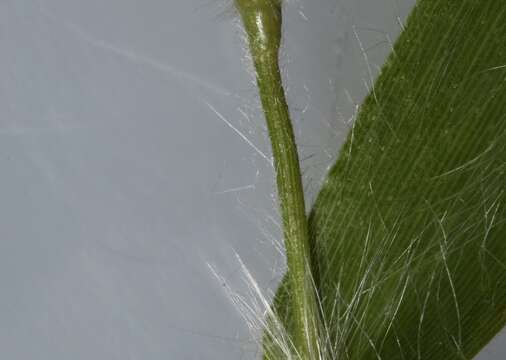 Image of western panicgrass