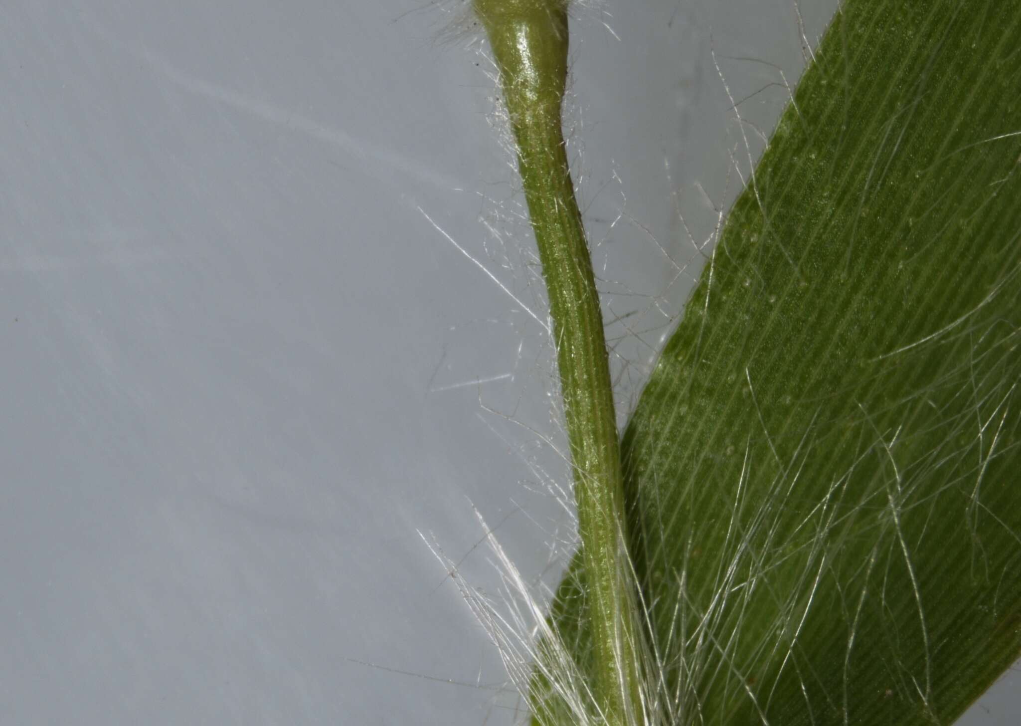 Plancia ëd Panicum acuminatum var. acuminatum