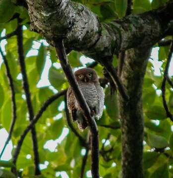 Image of Jungle Owlet