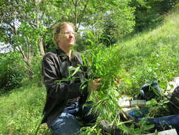 Imagem de Digitaria velutina (Forssk.) P. Beauv.