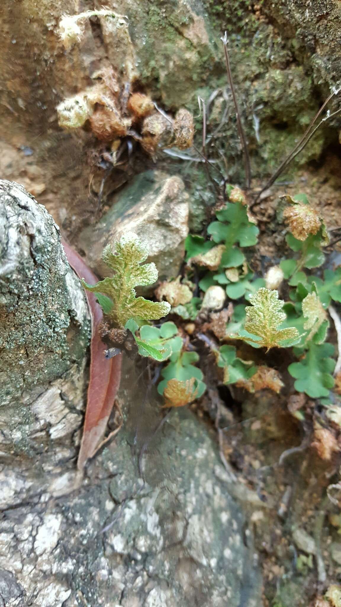 Image of Asplenium cordatum (Thunb.) Sw.