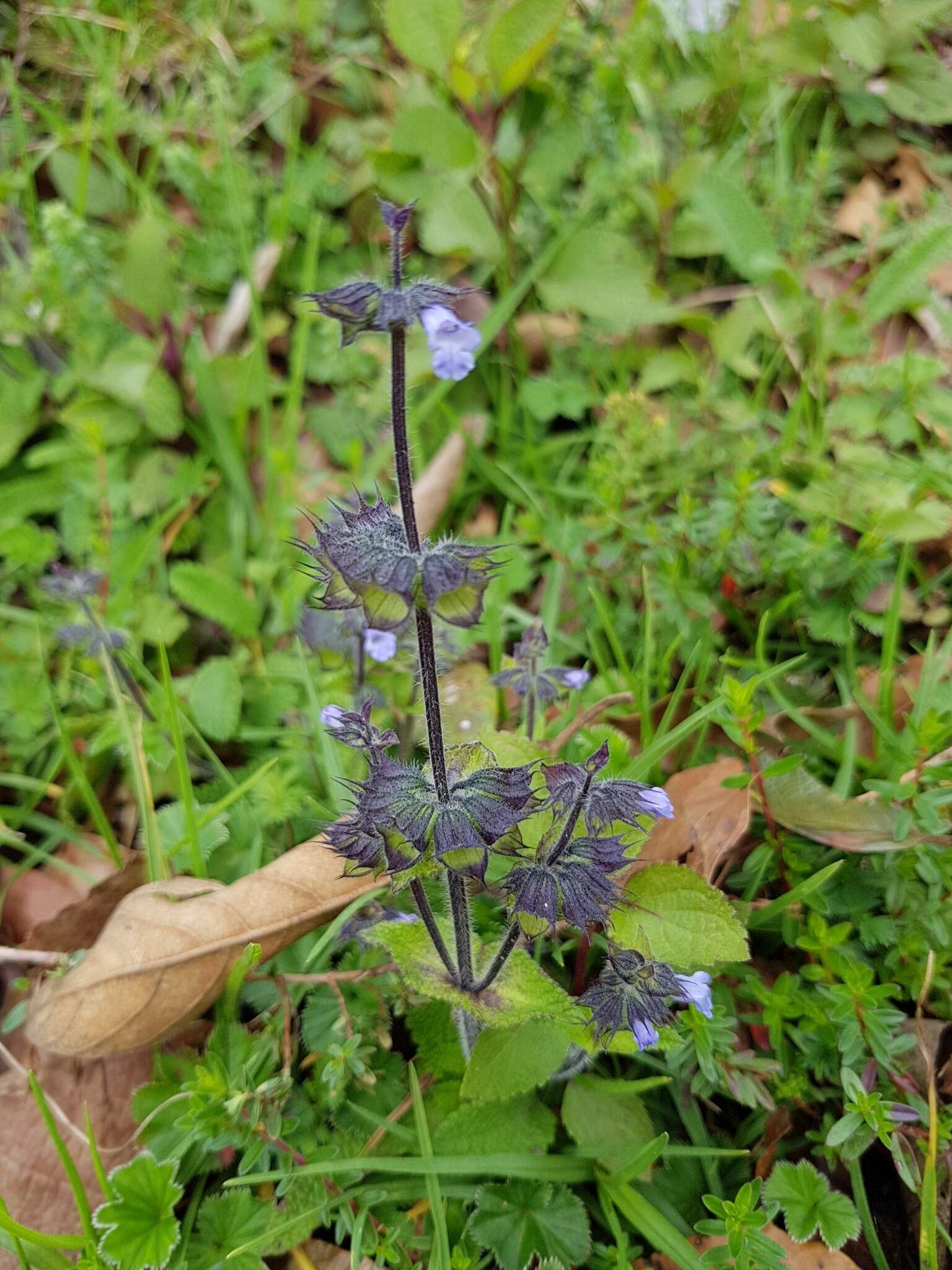 Image of Lepechinia schiedeana (Schltdl.) Vatke