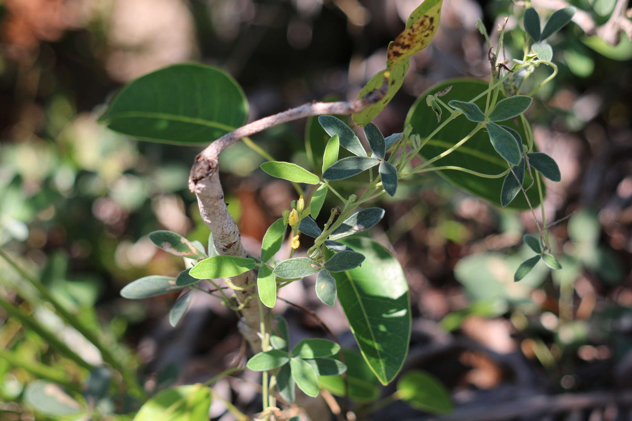 Image of small-leaf snoutbean