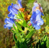 Image of Lobostemon fruticosus (L.) Buek