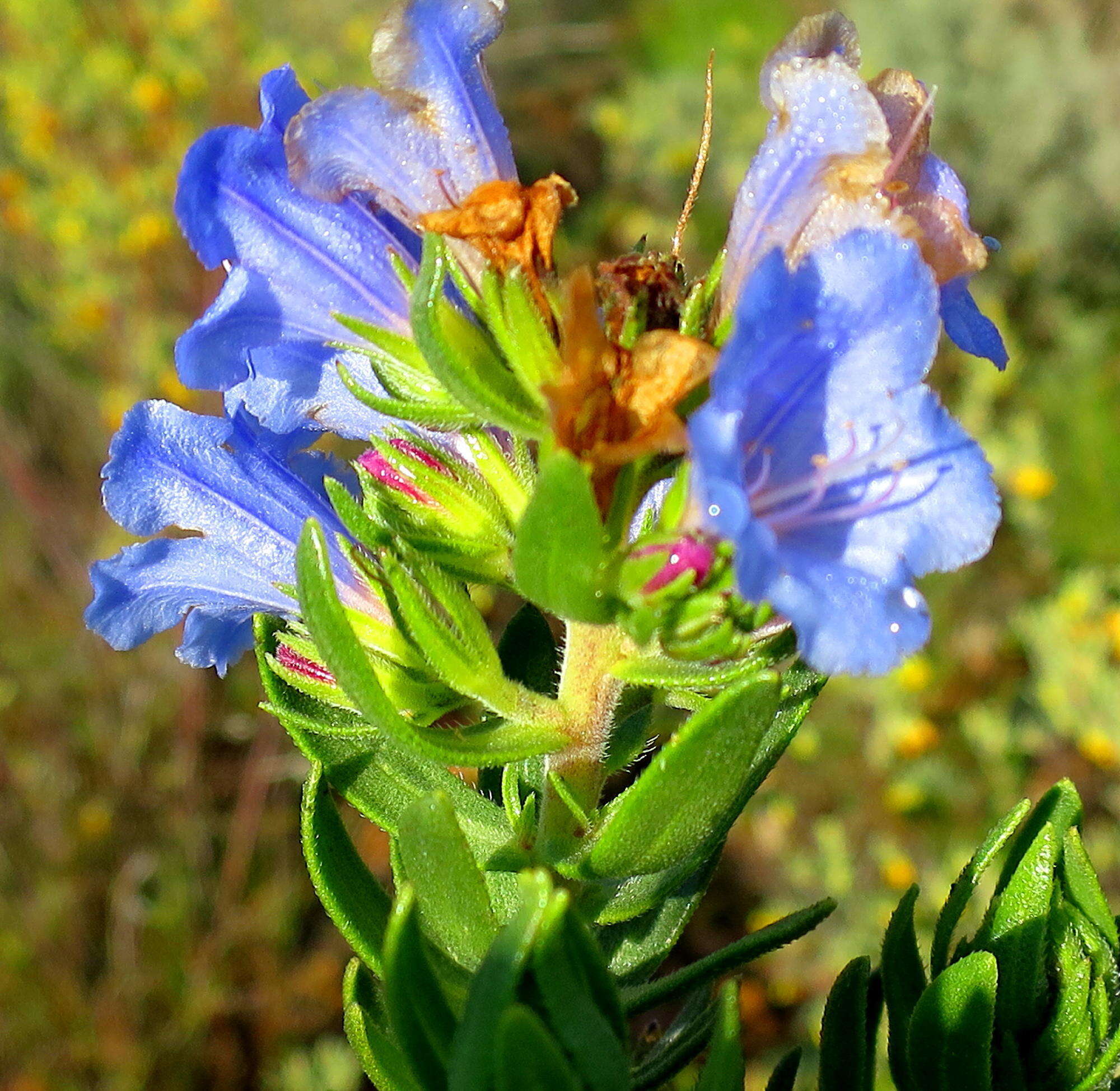 Image of Lobostemon fruticosus (L.) Buek