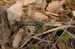 صورة Trigomphus citimus (Needham 1931)