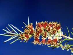 صورة Callistemon brachyandrus Lindl.