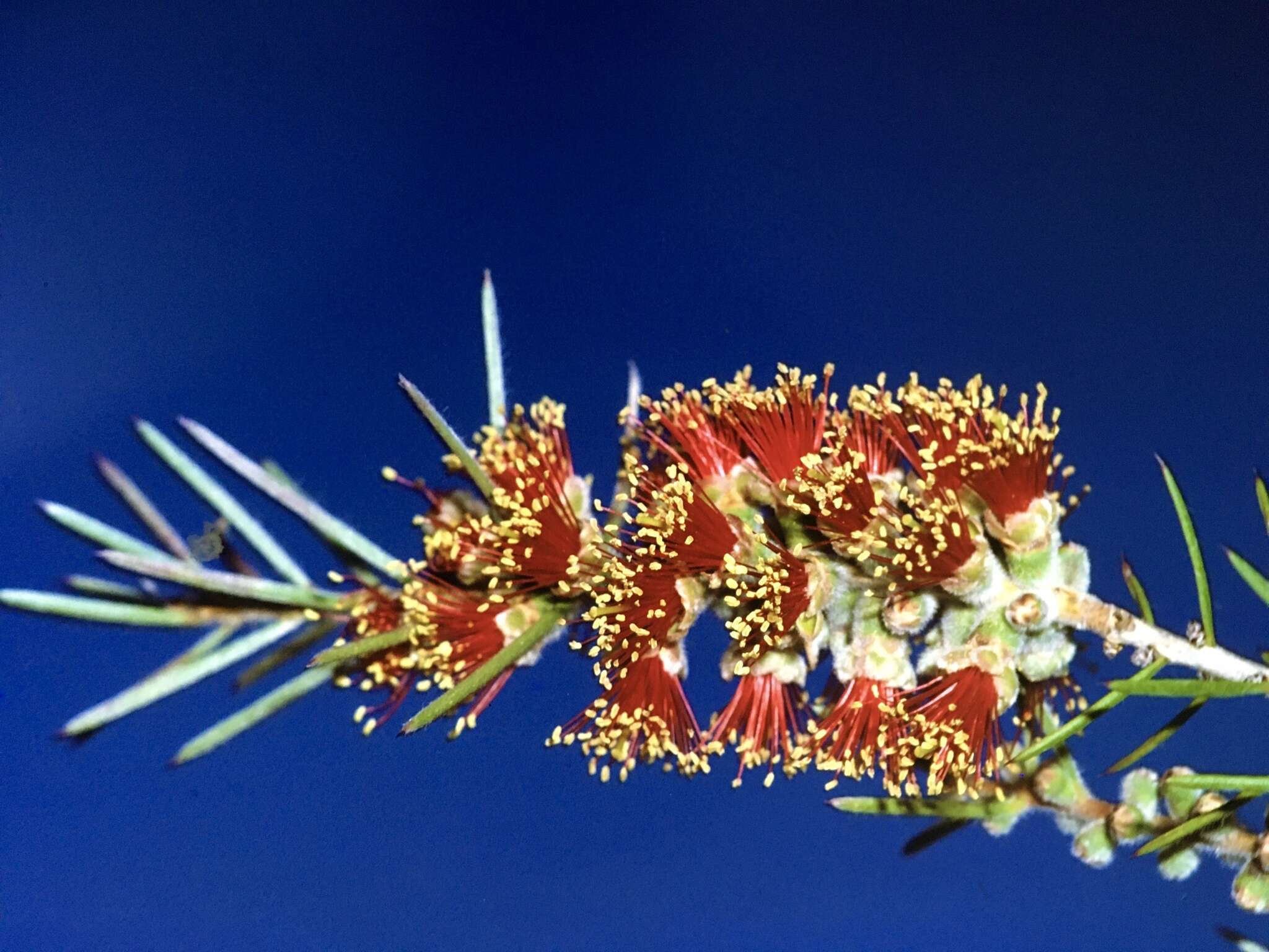 صورة Callistemon brachyandrus Lindl.