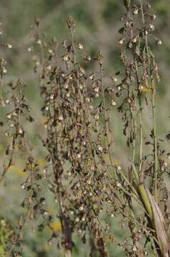 صورة Acrolophia cochlearis (Lindl.) Schltr. & Bolus