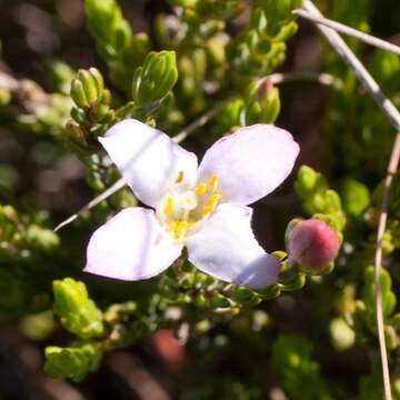 Image of Greater mountain carnation